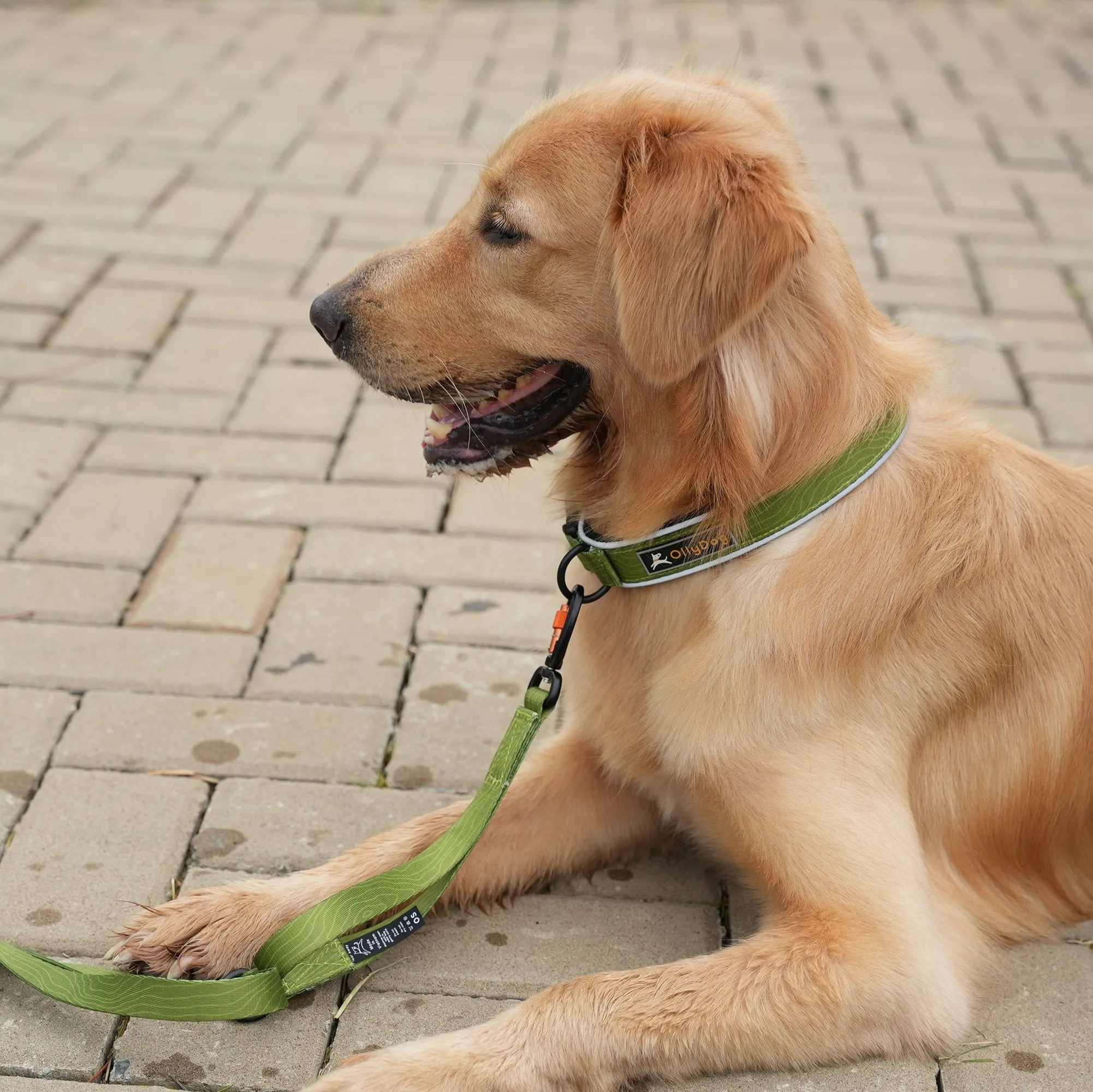 NEW Flagstaff Adjustable Leash | Adjustable Dog Leash