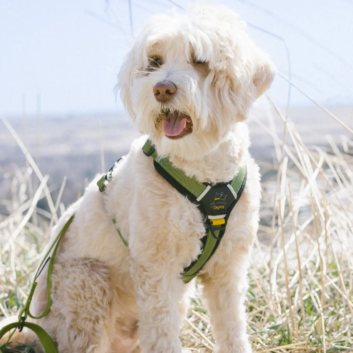 NEW Flagstaff Adjustable Leash | Adjustable Dog Leash