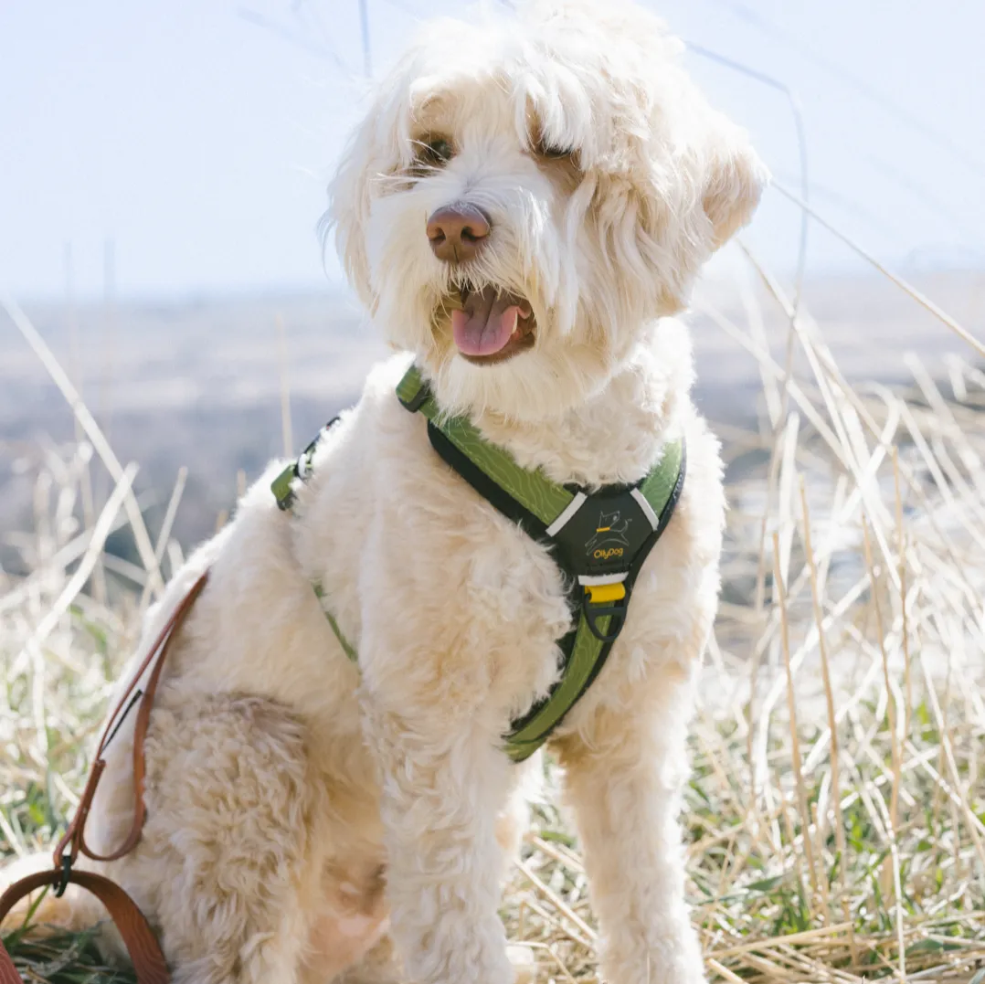 NEW Flagstaff Adjustable Leash | Adjustable Dog Leash