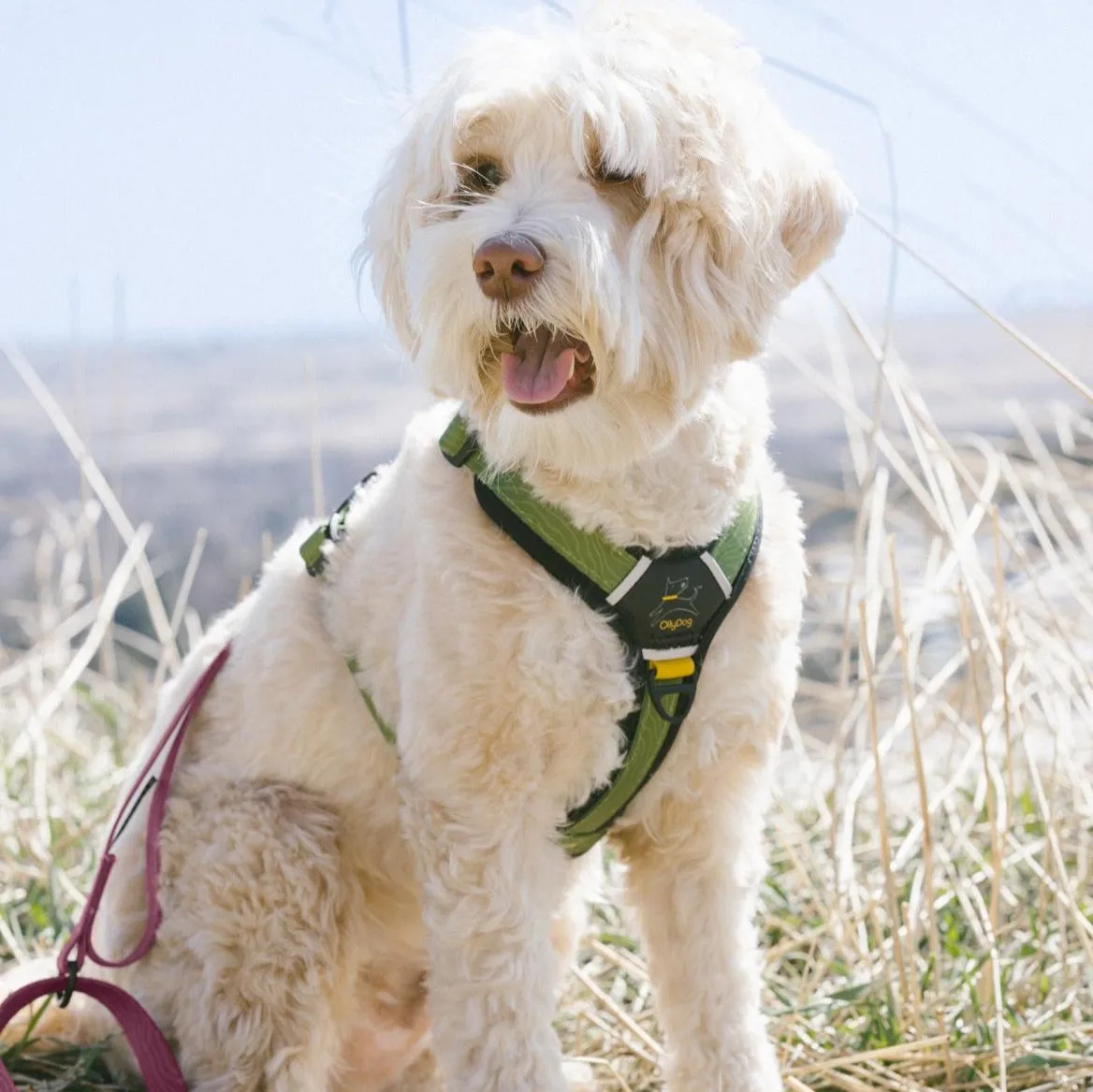 NEW Flagstaff Adjustable Leash | Adjustable Dog Leash