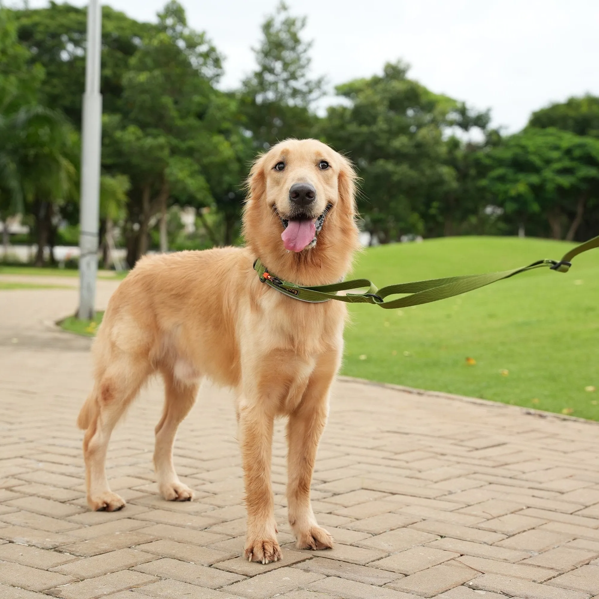 NEW Flagstaff Adjustable Leash | Adjustable Dog Leash